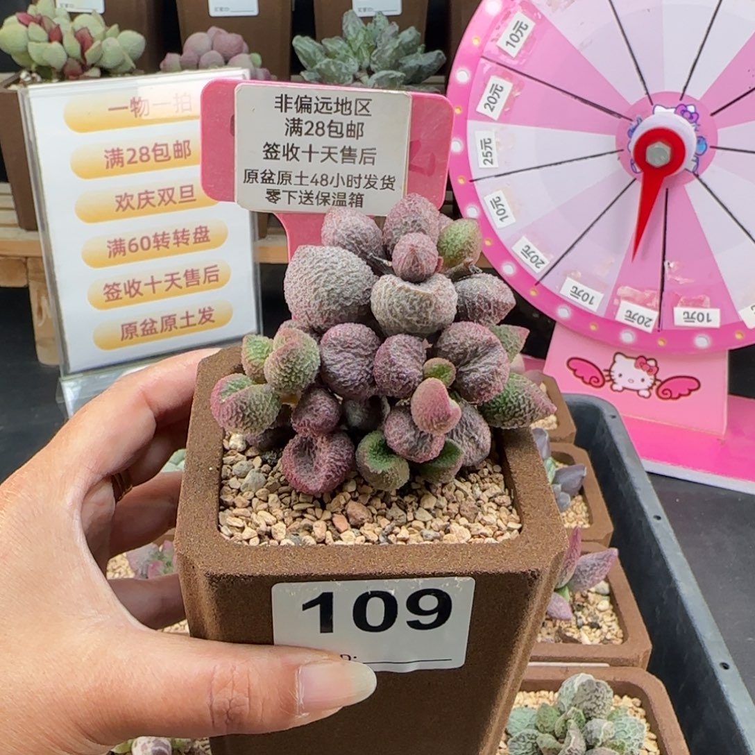 109水蜜桃多肉植物