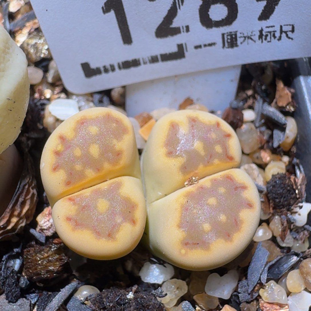 zzzx精品生石花1289