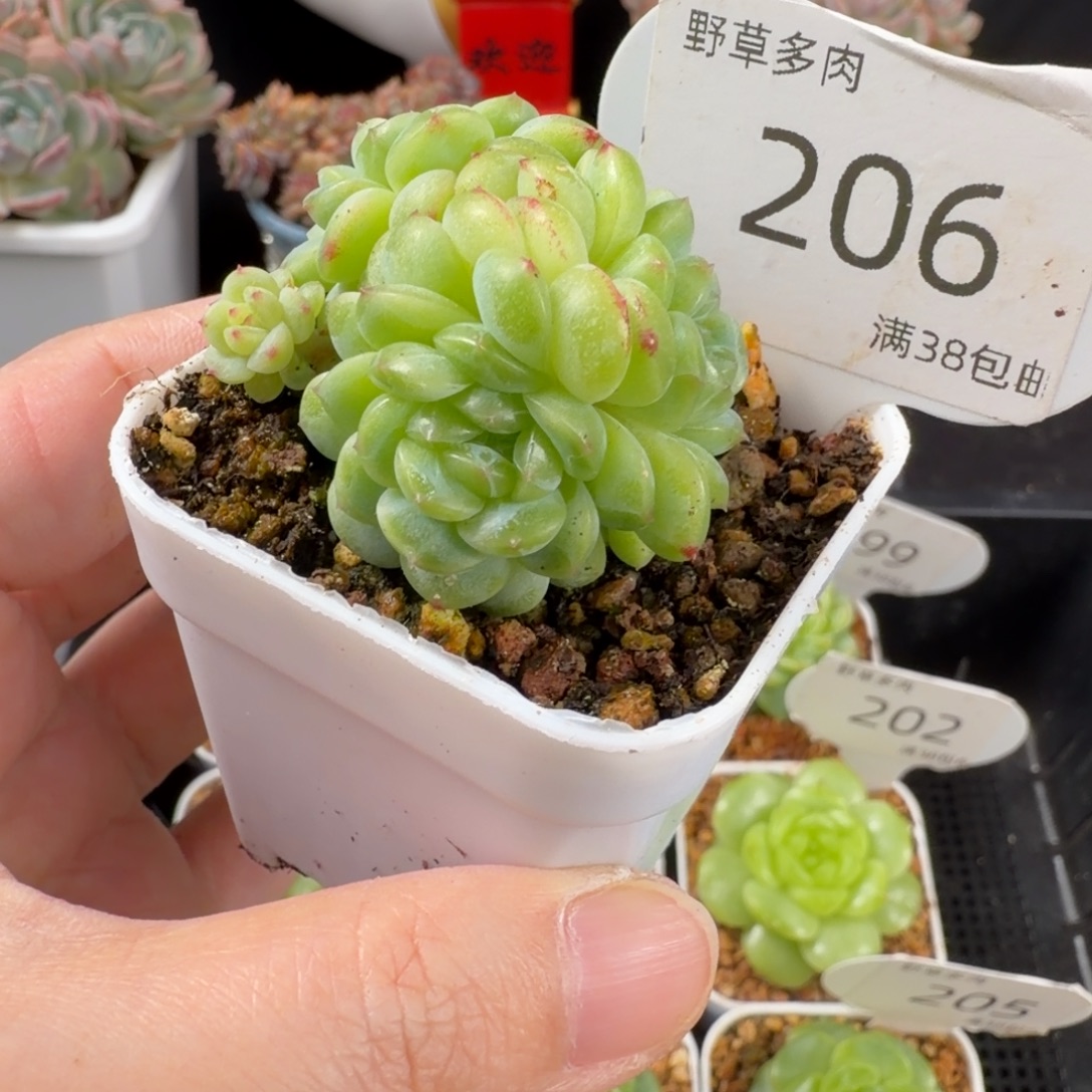 瑶瑶珍妮四头群206号