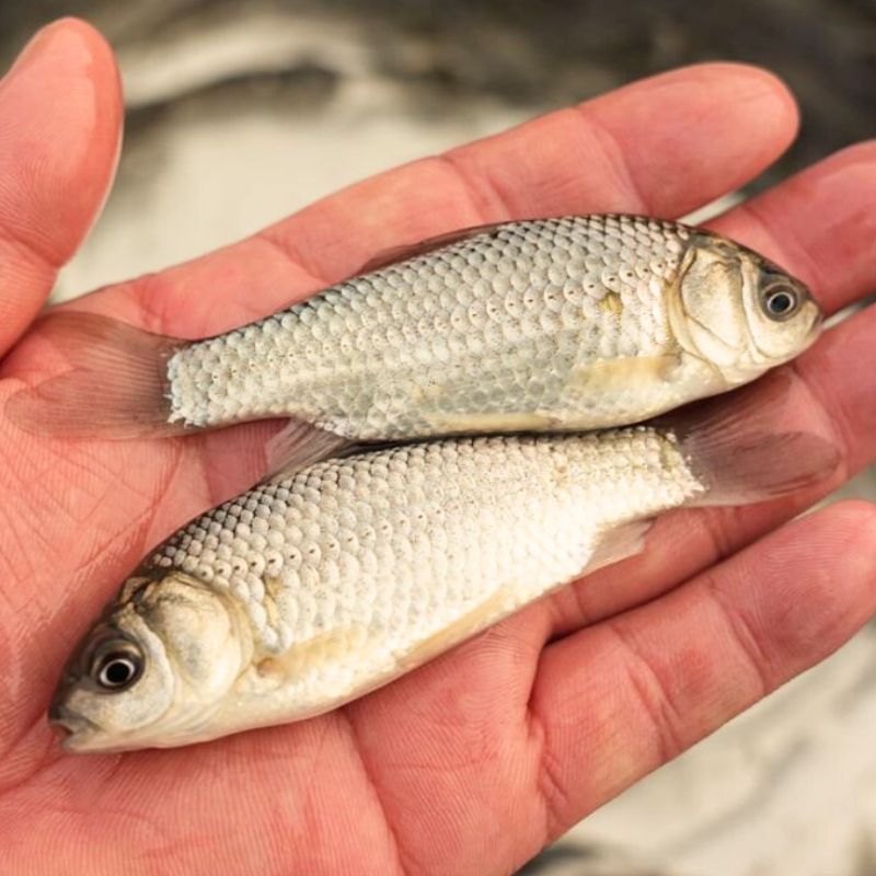 【活体】优质鲫鱼高背鲫鱼中科5号（4-12厘米）观赏鱼淡水鱼冷水鱼