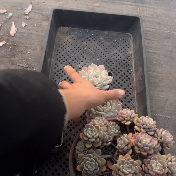 白***云粉钻两颗粉布偶一颗