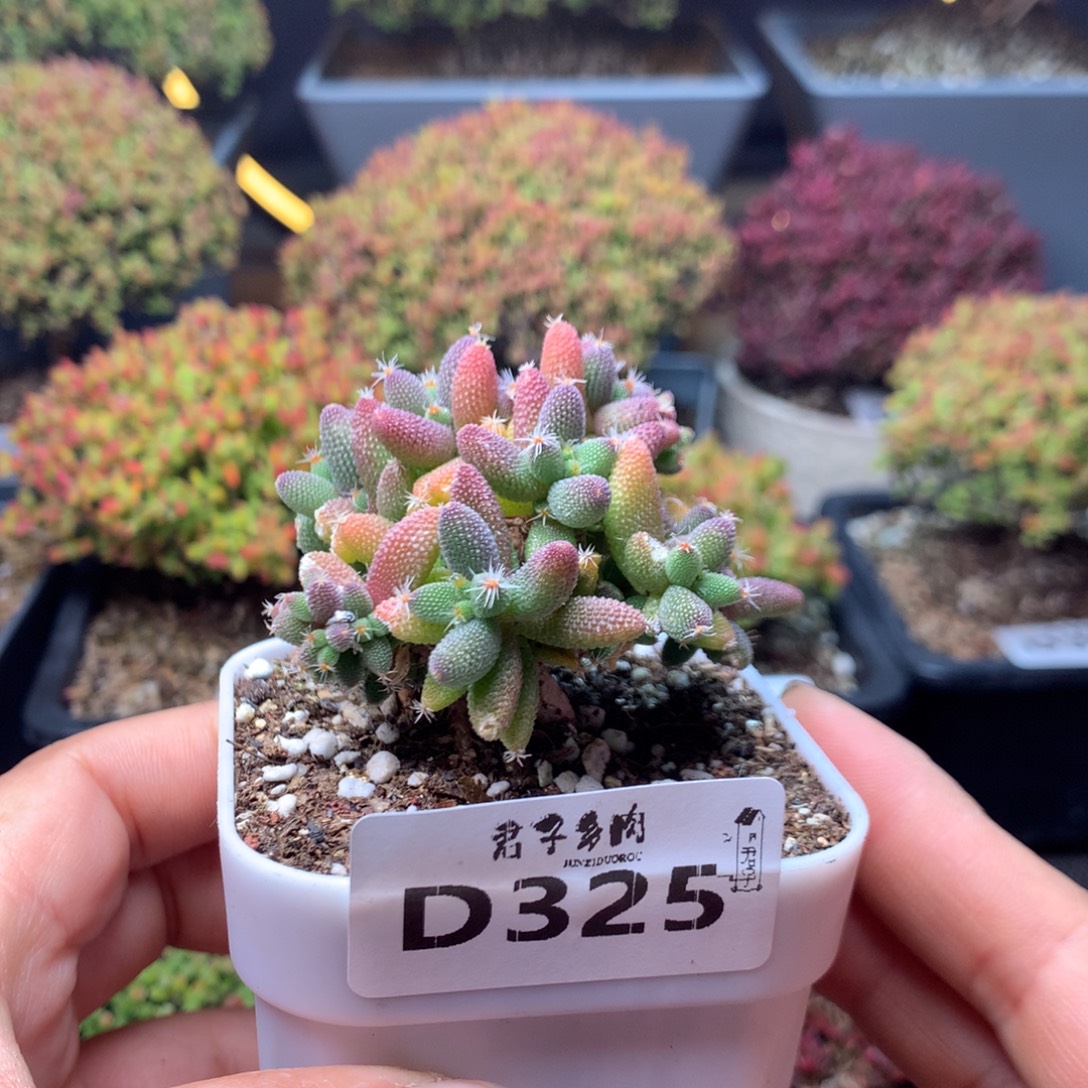 325玉米                 