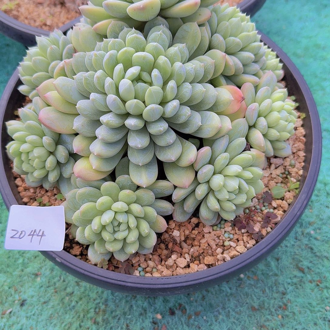 2044百搭翡翠多肉植物