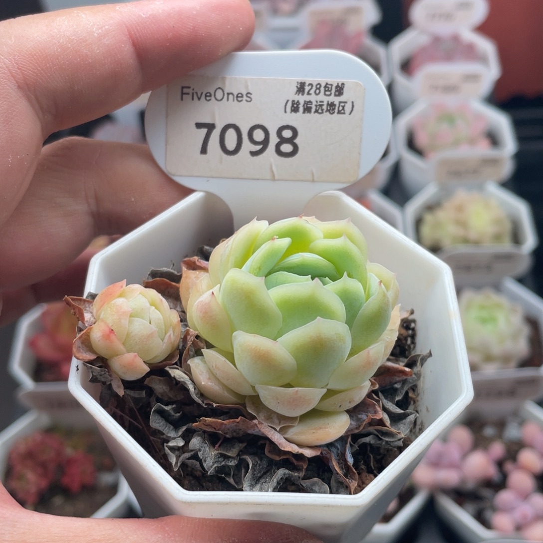 冰梅7098-5.5厘米