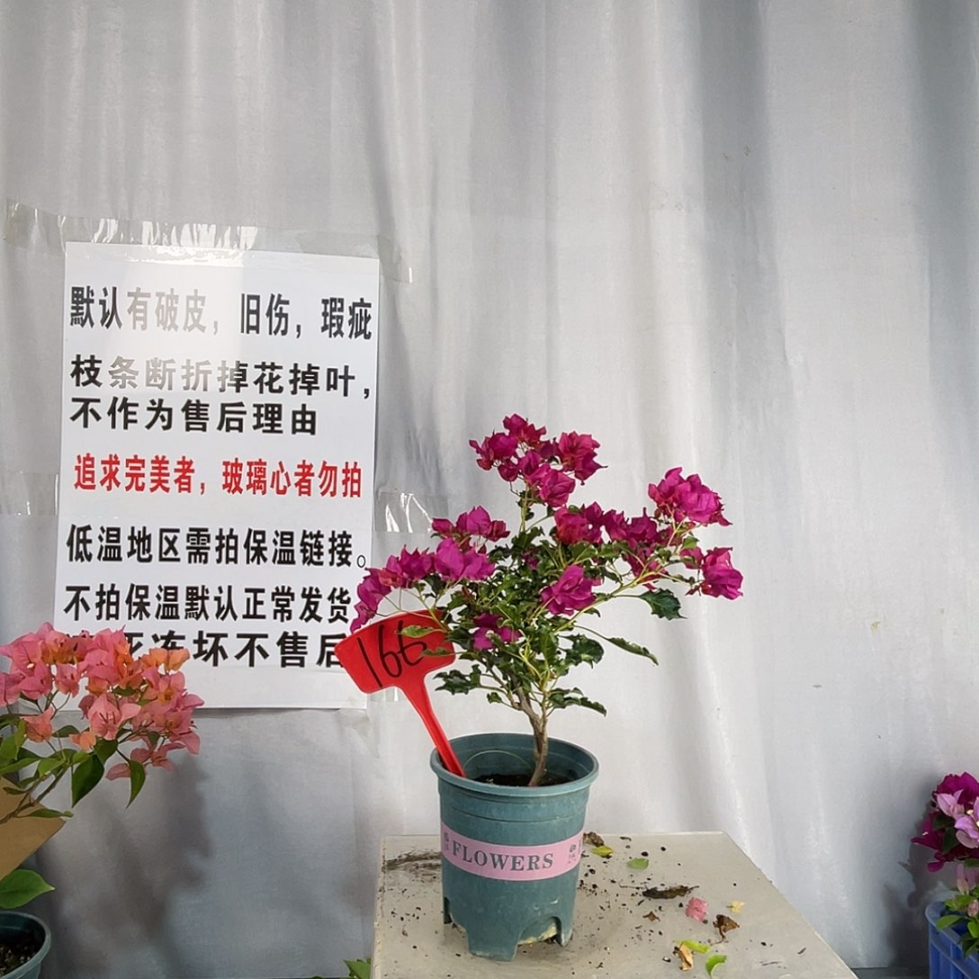 全部花苞166蒙娜丽莎红盆苗细杆