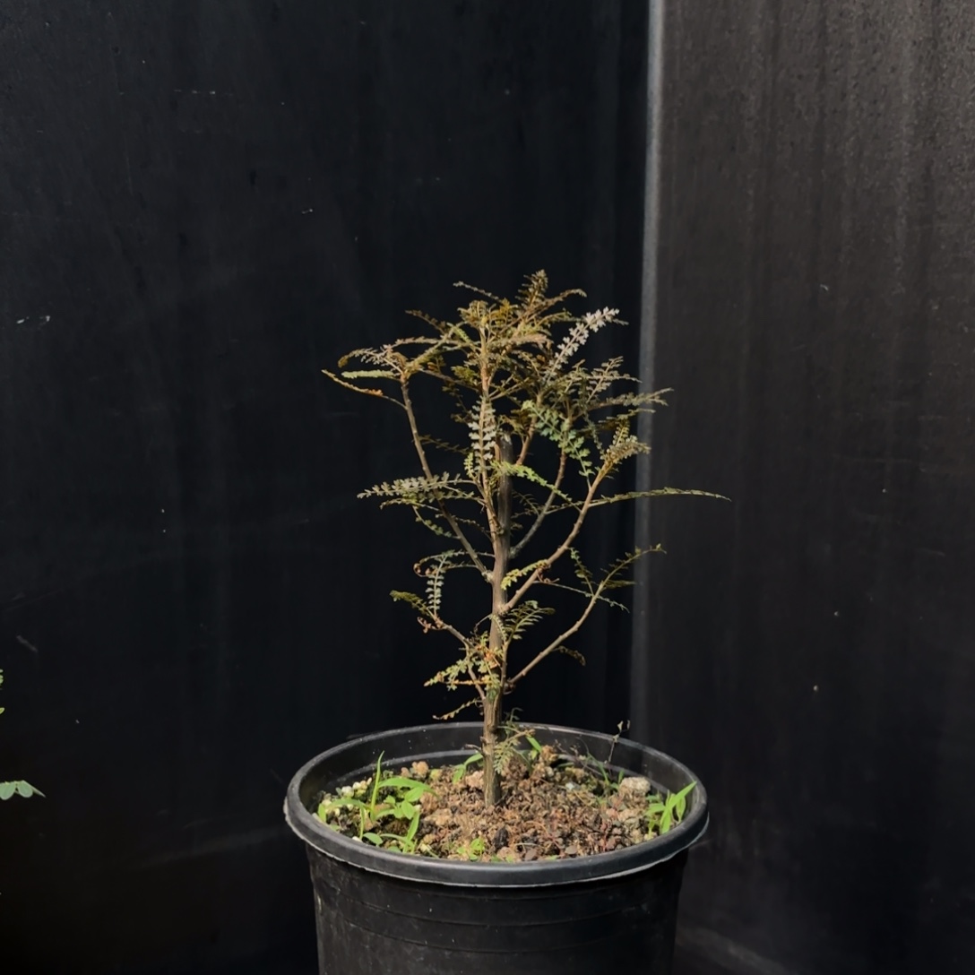 索科特拉乳香实生带盆