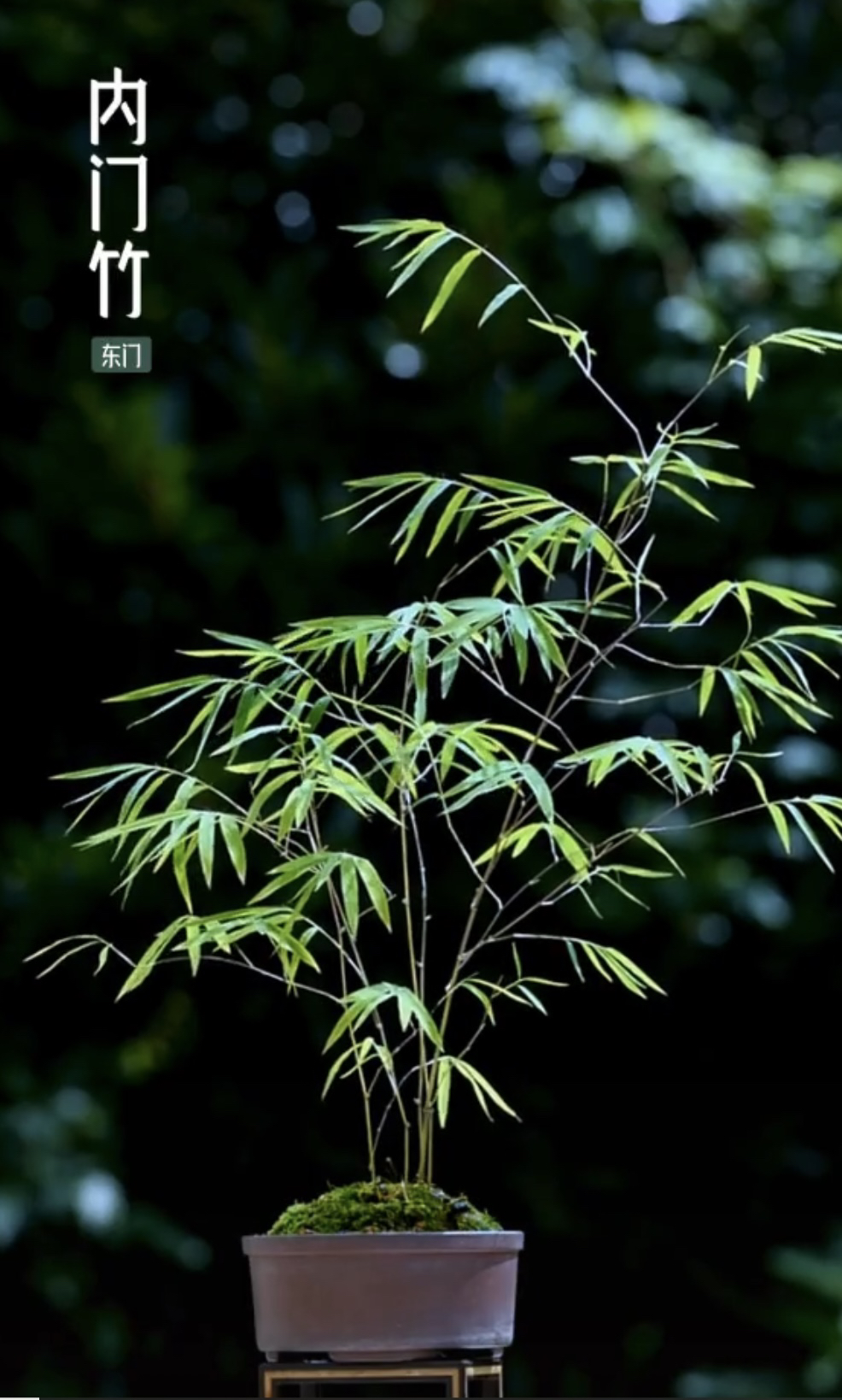 （直播间一物一拍）内门竹 红观音竹 紫寒竹 实物以直播间为准