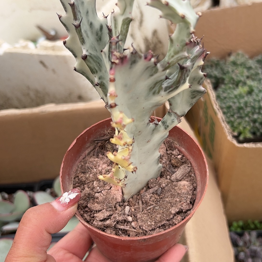 多肉植物多肉植物