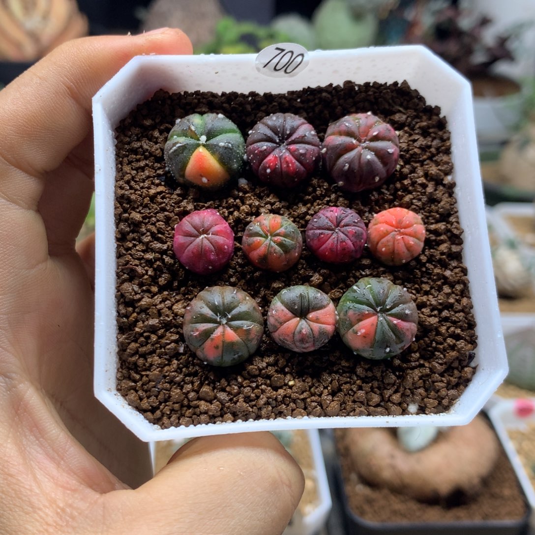 实生兜锦带盆发货1-1.3