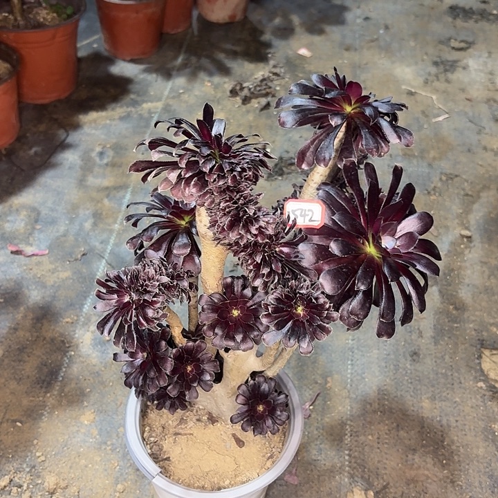 墨法师缀化有瑕疵542多肉