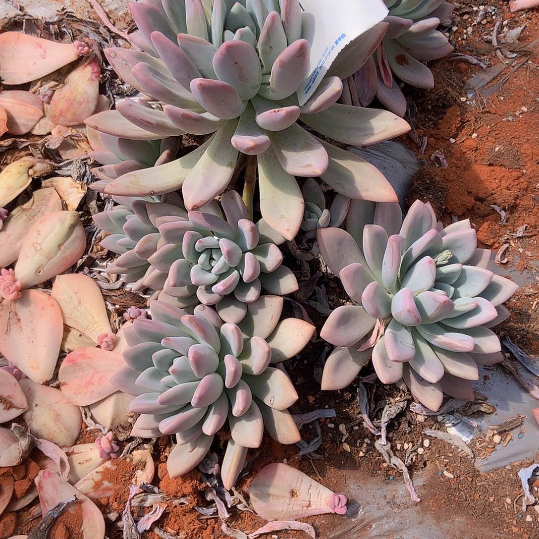 风*溪老三多肉一物一拍外播奥普4