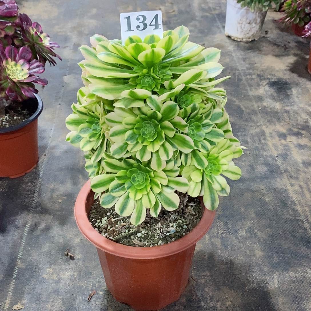 金丝翡翠134多肉法师