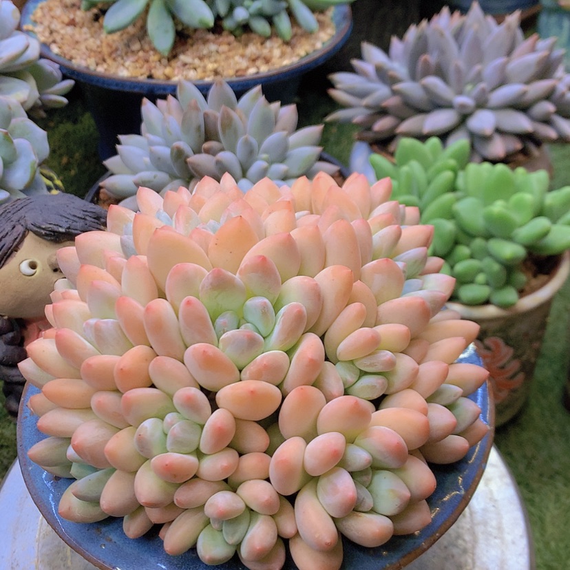 【闪购商品】彩虹香水