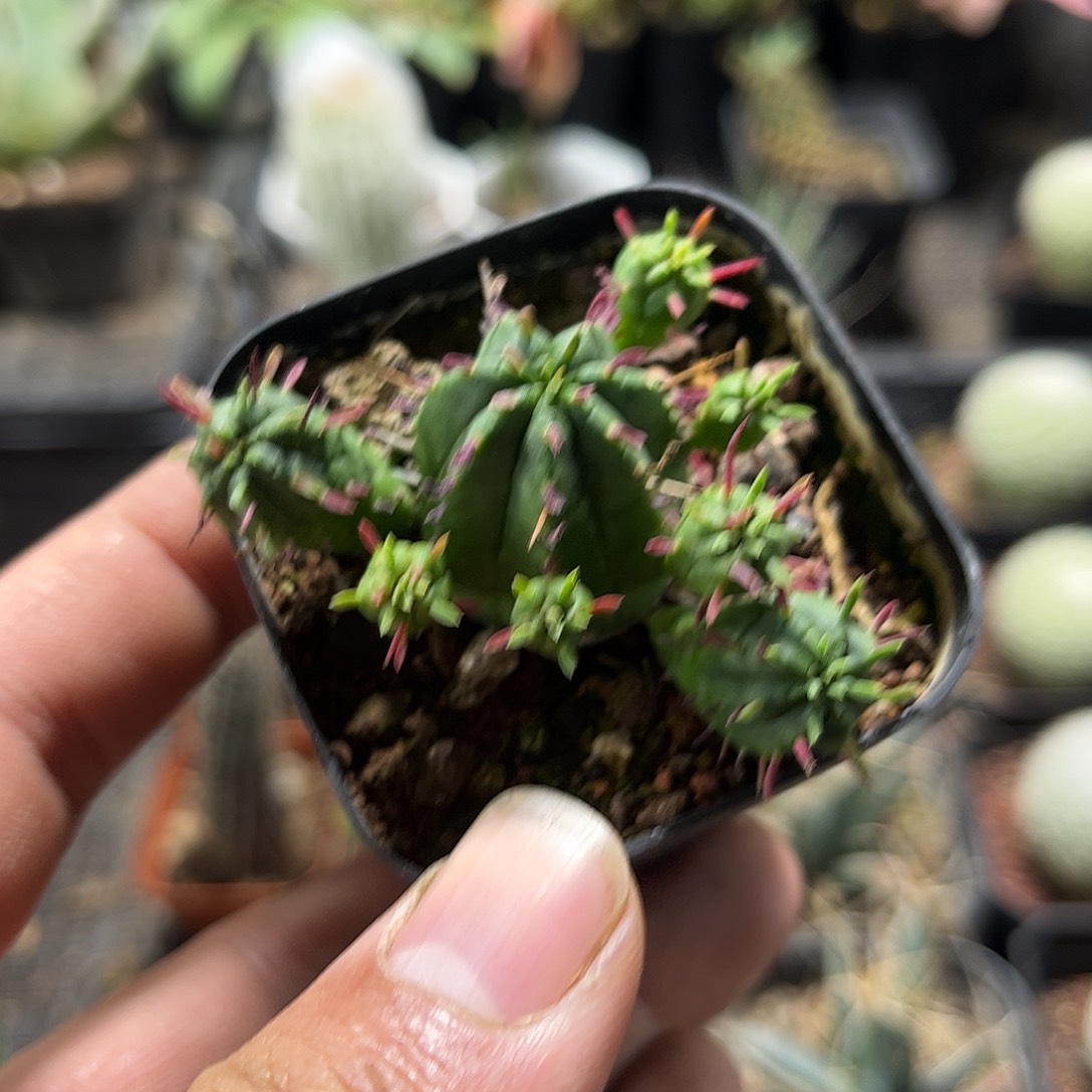 火麒麟单头发货单头发