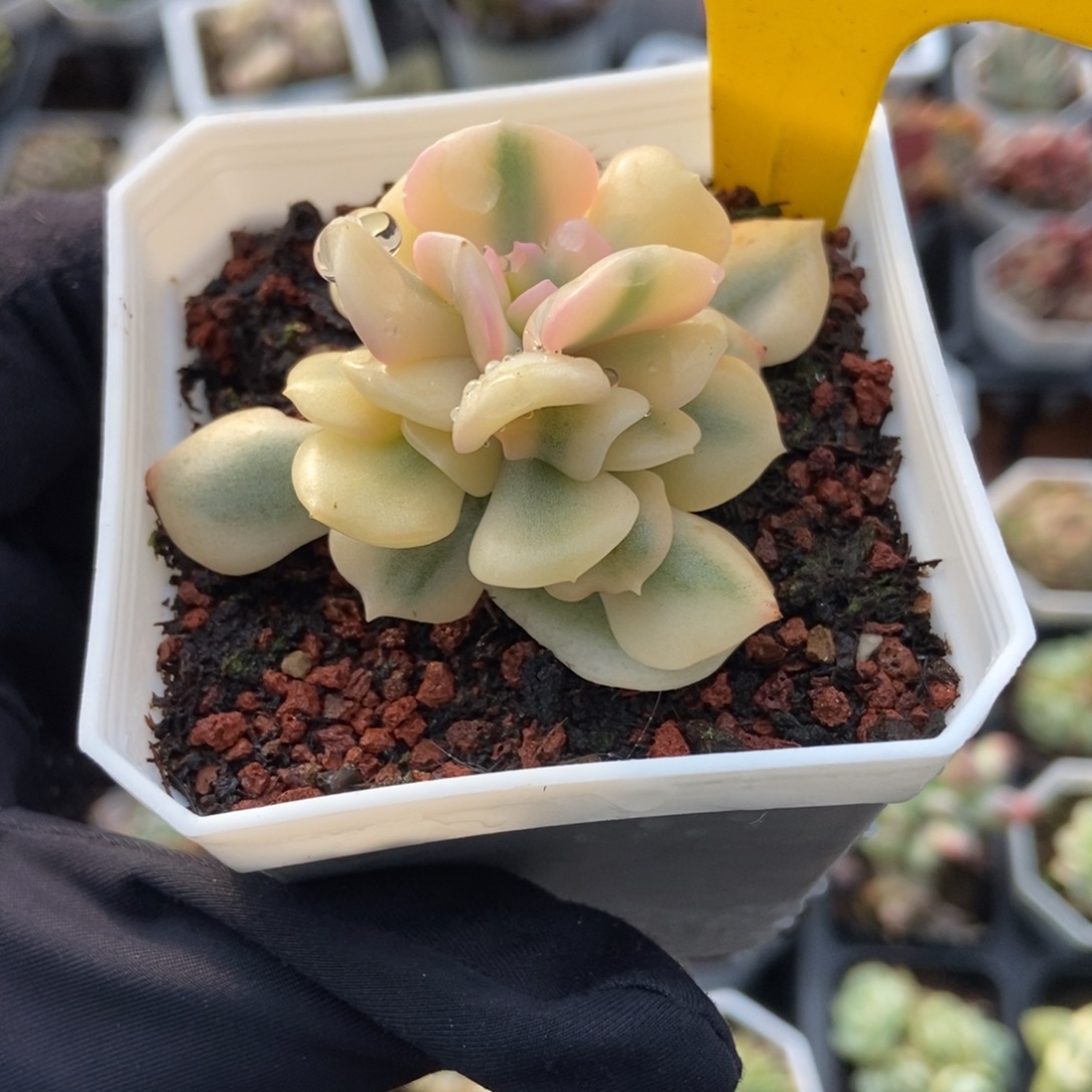 875雪精灵锦多肉植物