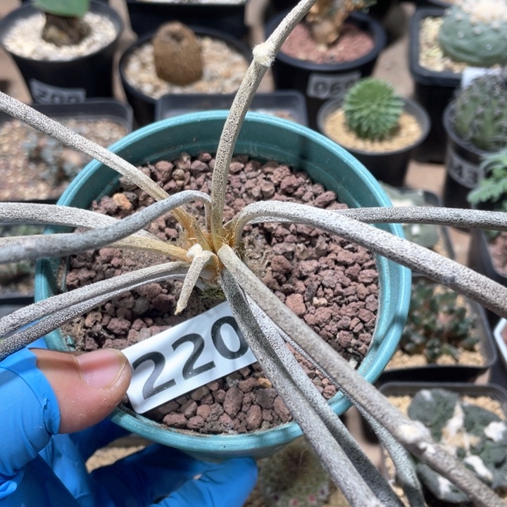 220实生大美杜莎块根