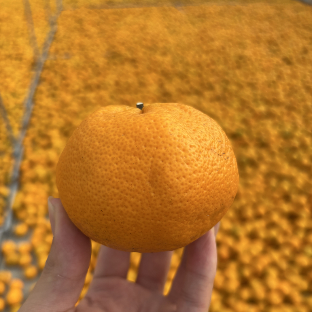 【新会柑鲜果】2025年新会陈皮天马圈枝大红柑顺丰包邮价