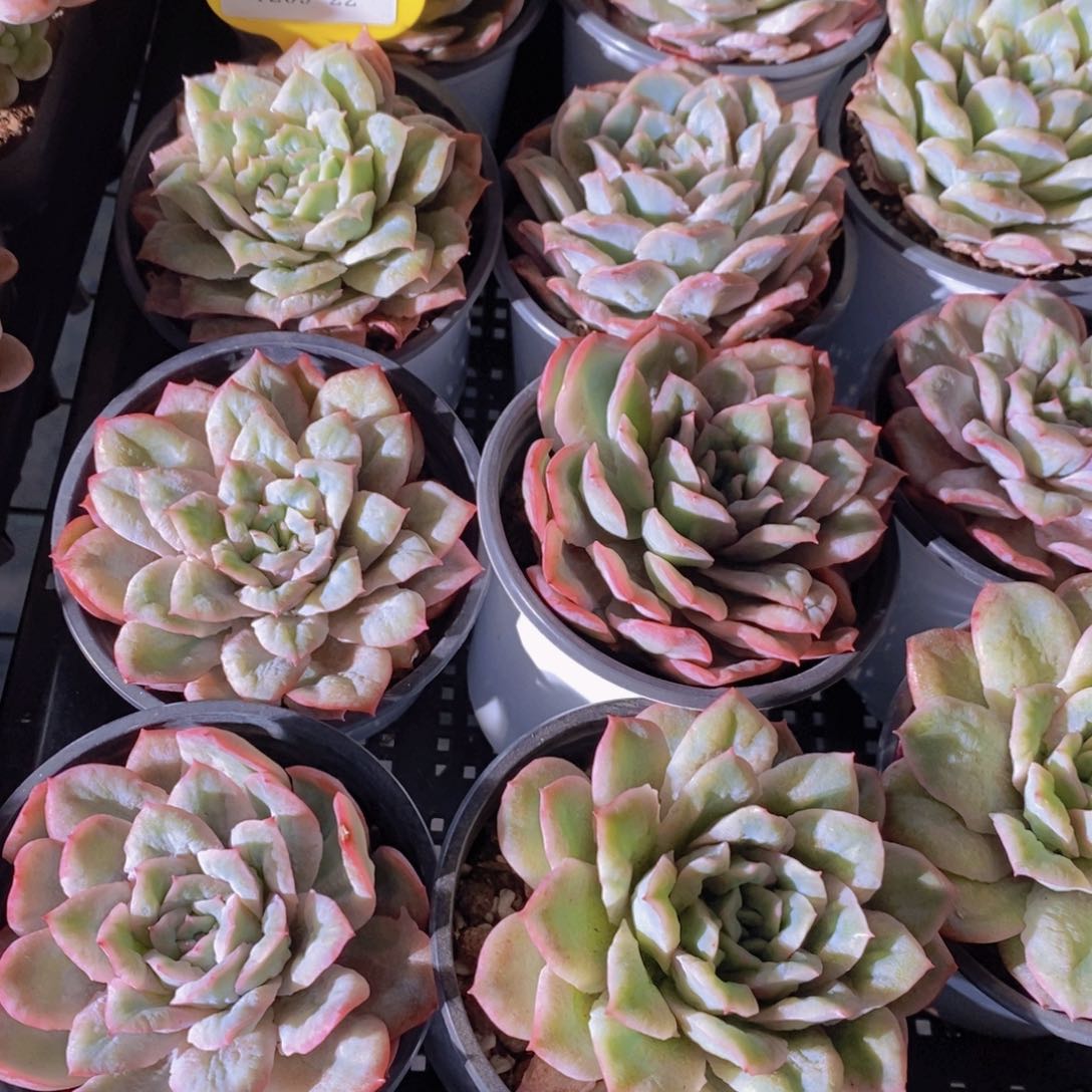 1209-22-精品母本泡泡纱裙单头一个