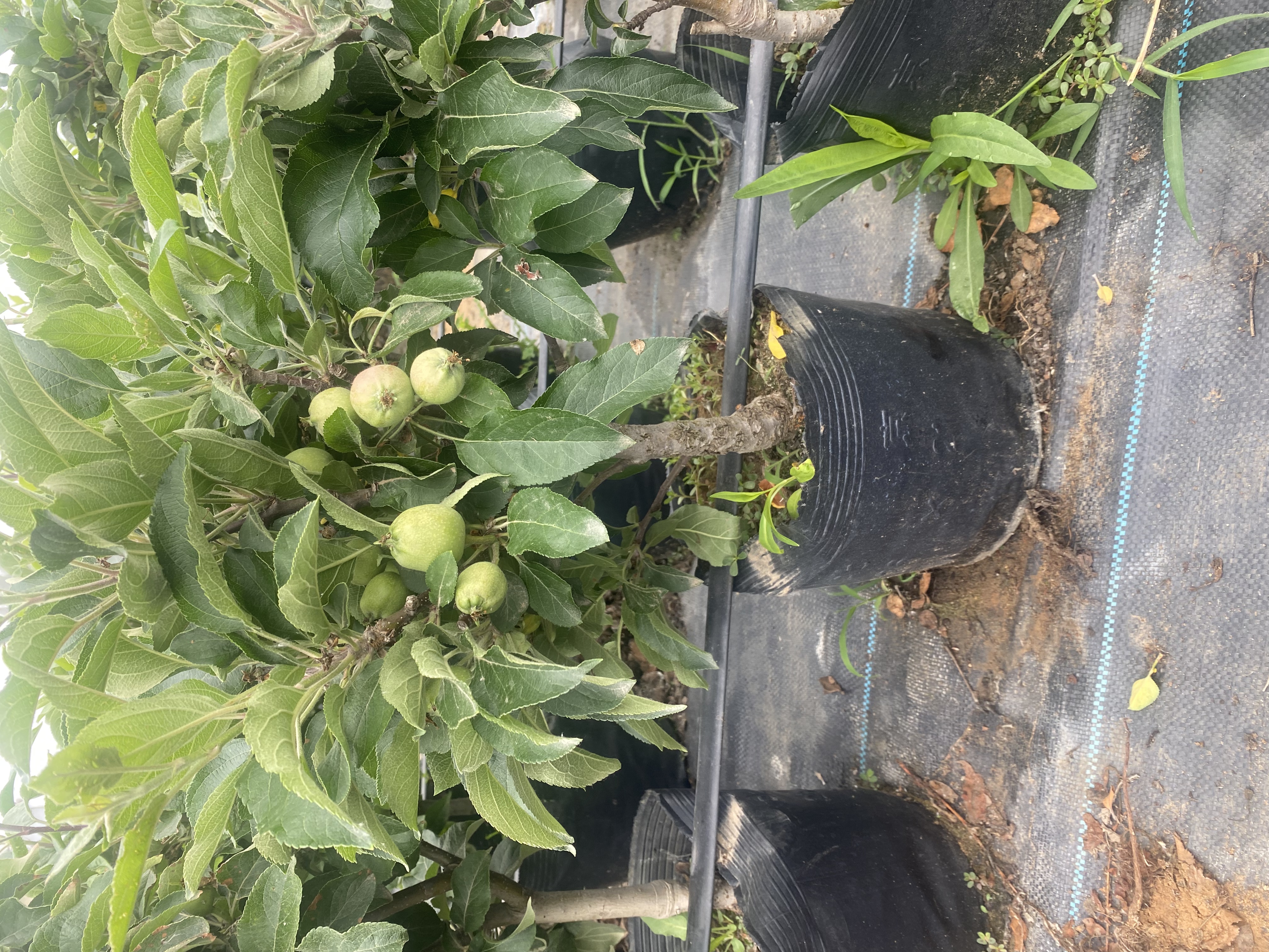 红将军黄元帅花园植物盆栽