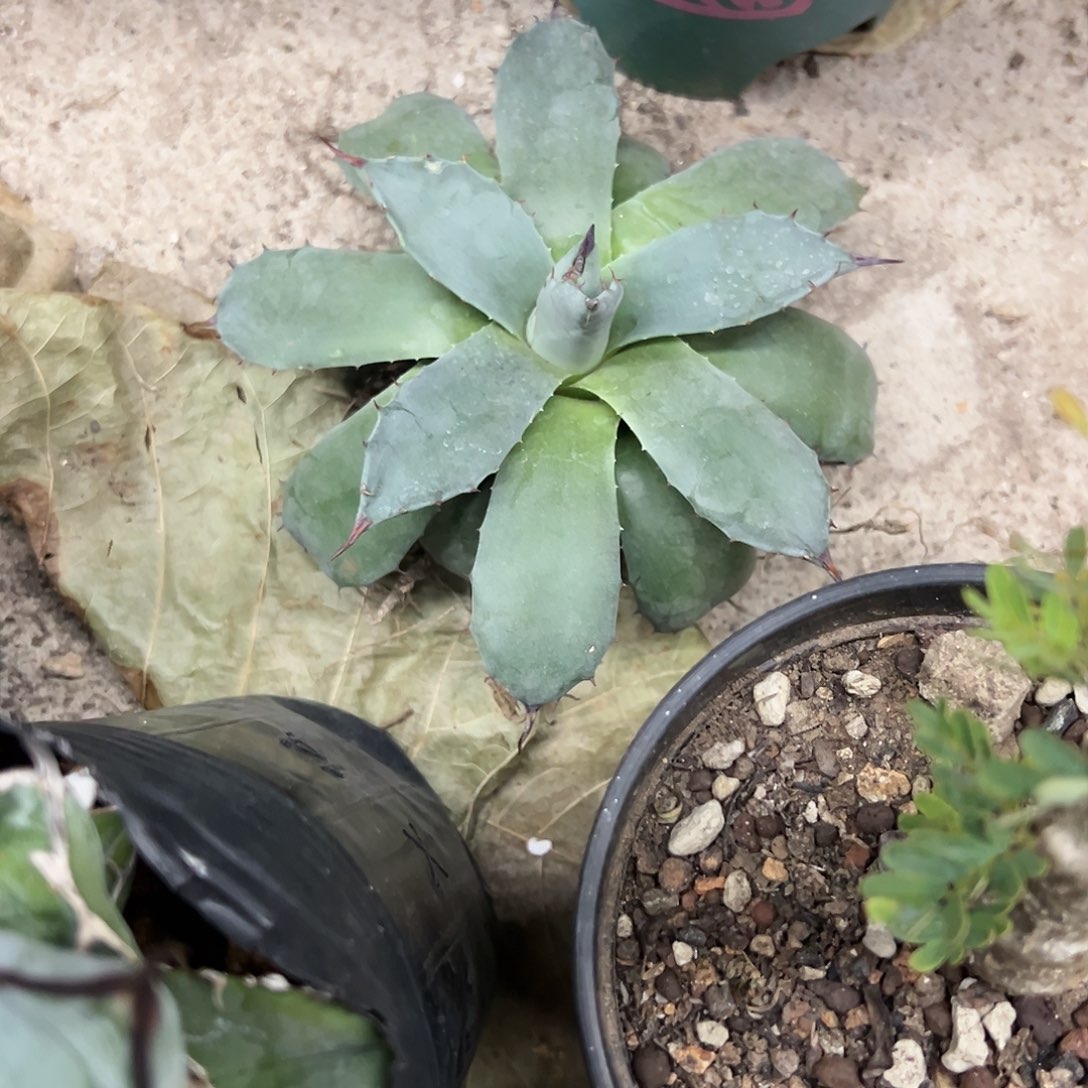 掉****?青蝎子龙舌兰植物