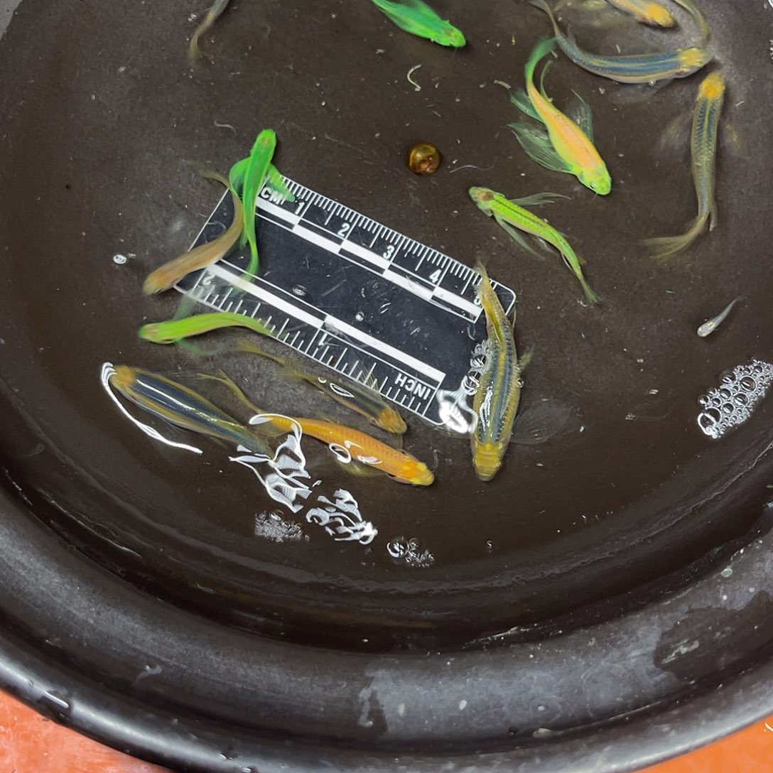 龙鱼4号哈哈哈哈哈哈