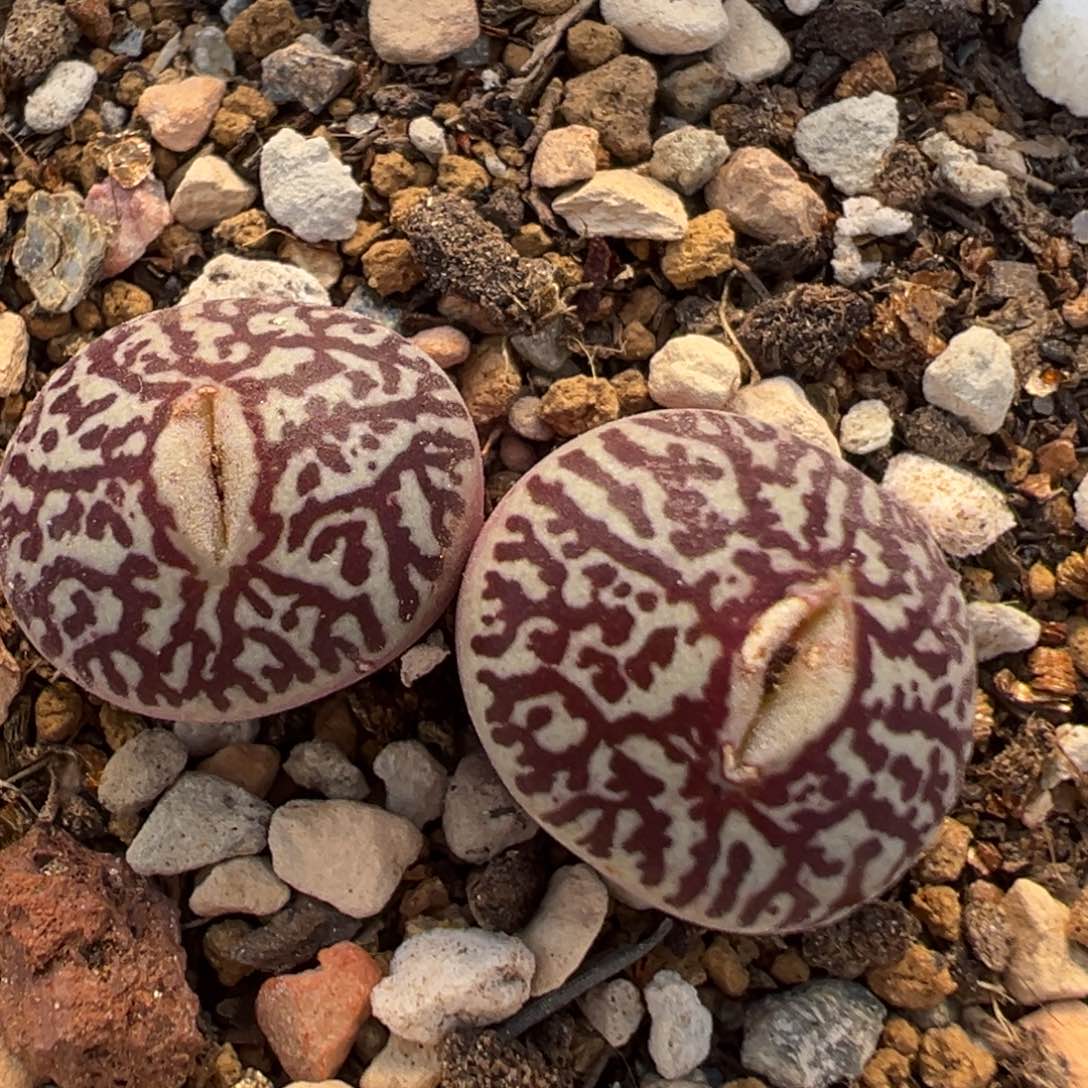 33多肉植物百科知识