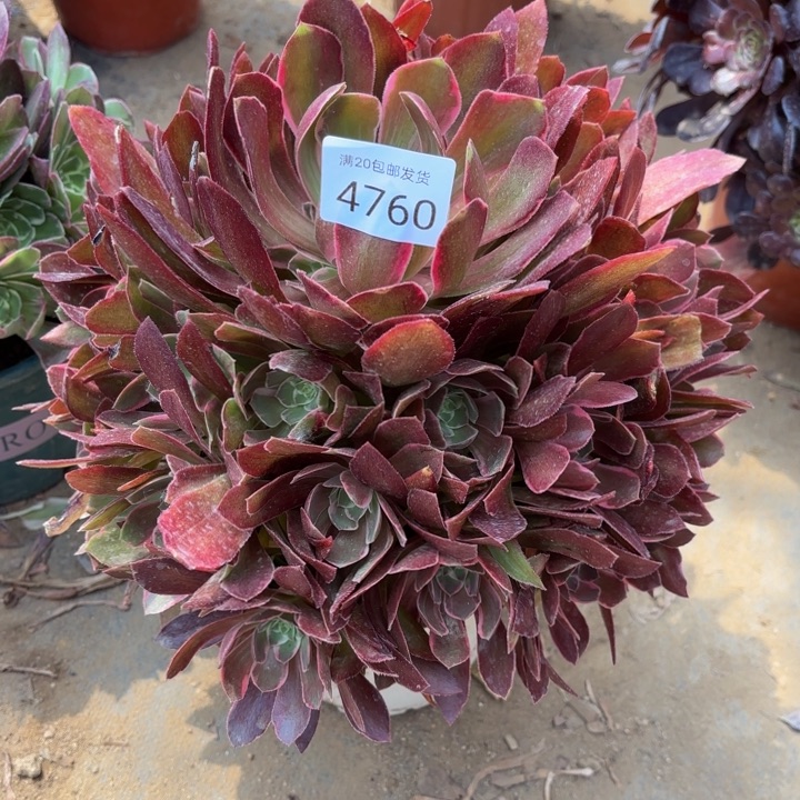 浣纱4760多肉植物4760