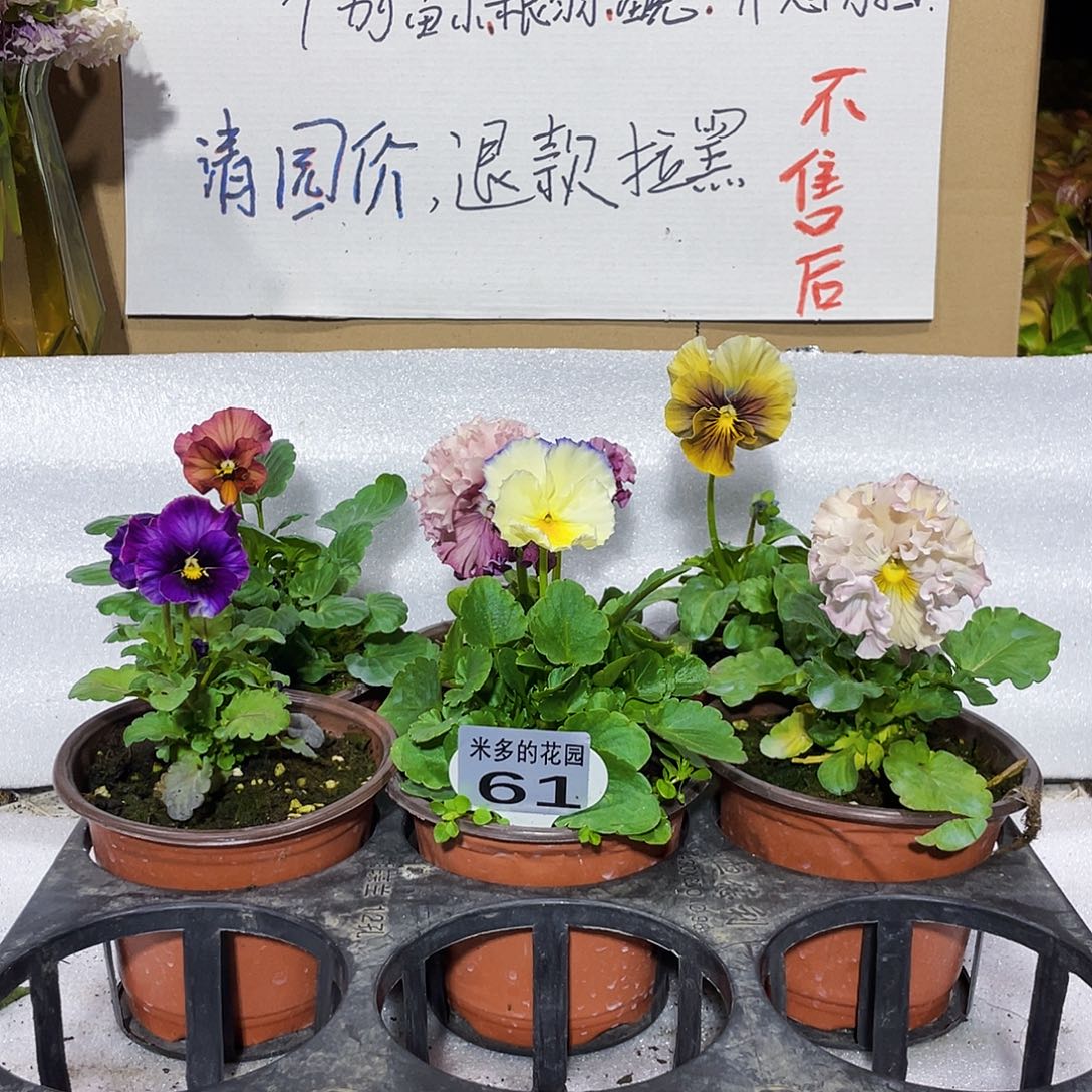 大部分花苞少量开放61