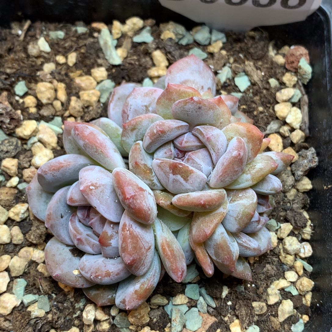 D0538 星影 福利 小5头