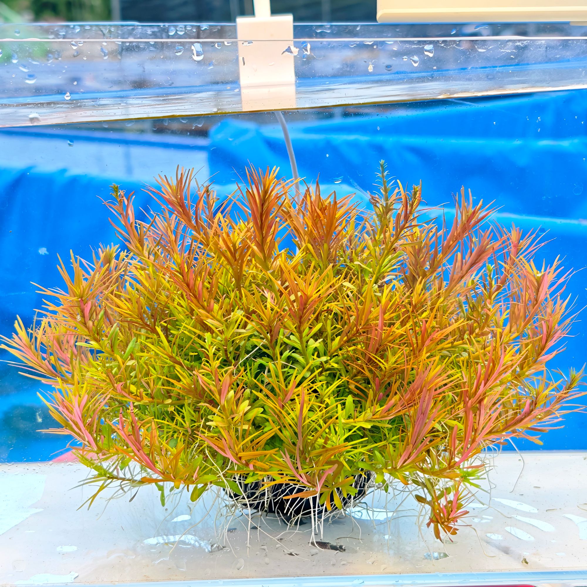 【十字牛顿】净水王水草新手养鱼中后景水草鱼缸增氧水下叶坨草带肥