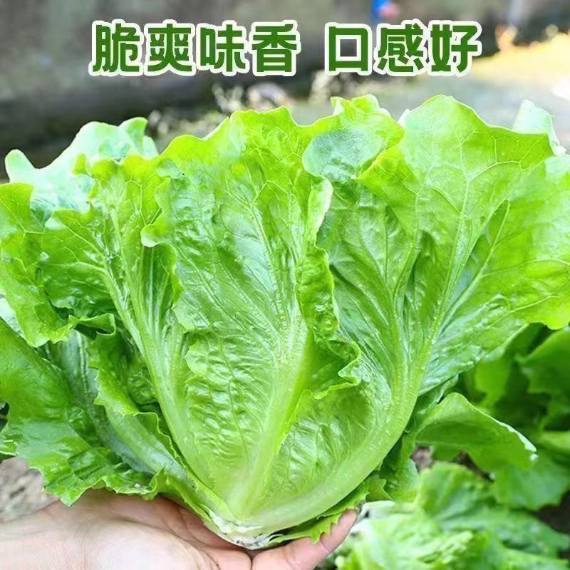 （脆嫩爽口）生菜农家自种新鲜绿叶菜现摘鲜发
