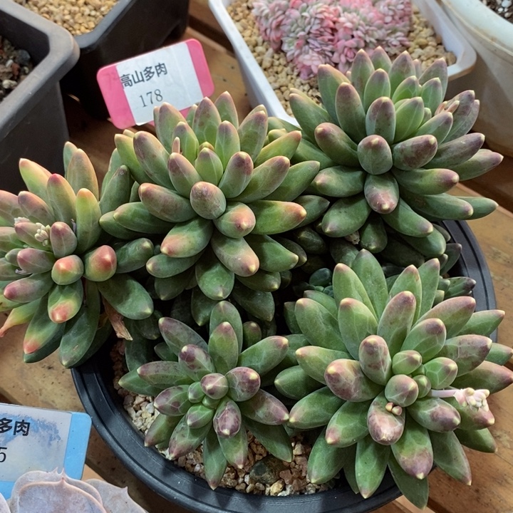 D178- 直播福利 千代田