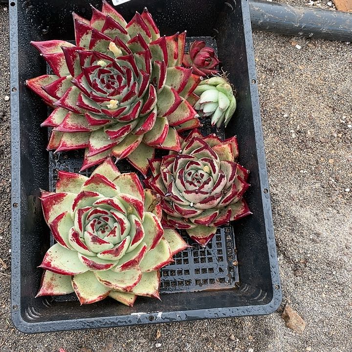 若如东云单拍A313