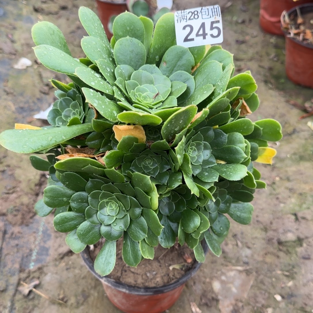 绿羊荣多肉245满28包邮断枝不包