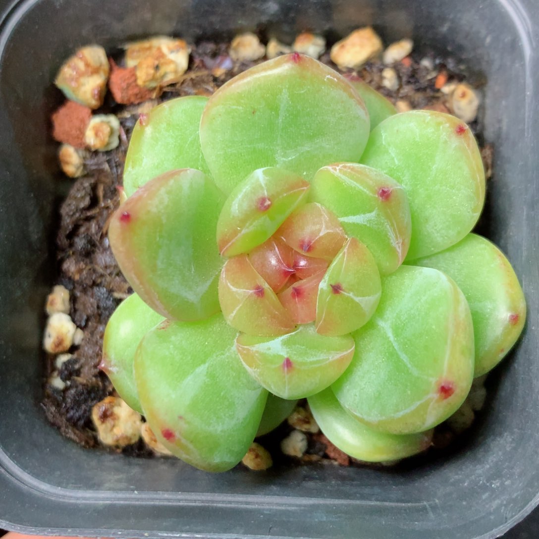 【闪购商品】13 精品多肉一物一拍