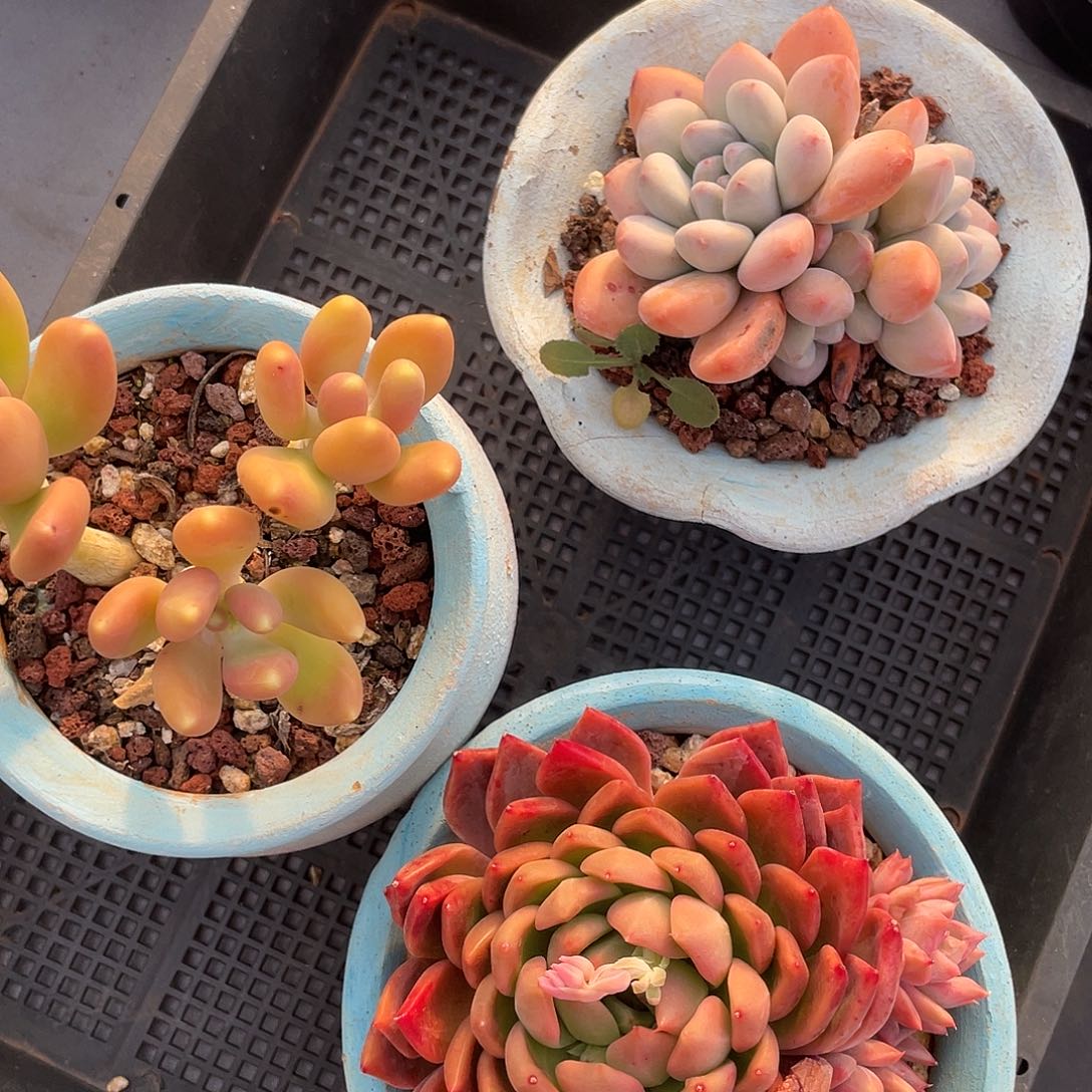 -多肉植物一物一拍