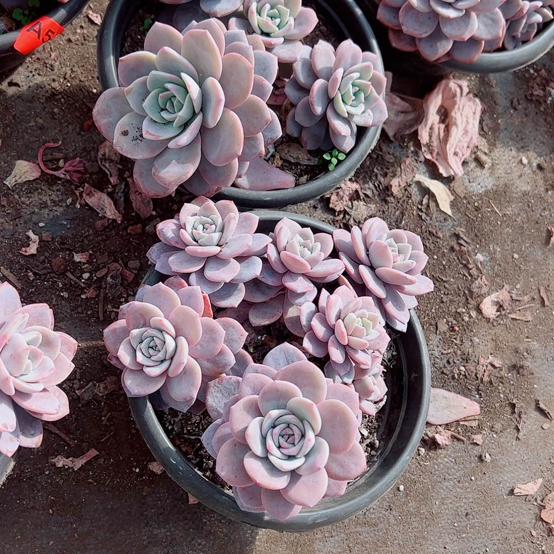 红茶多头群生精品