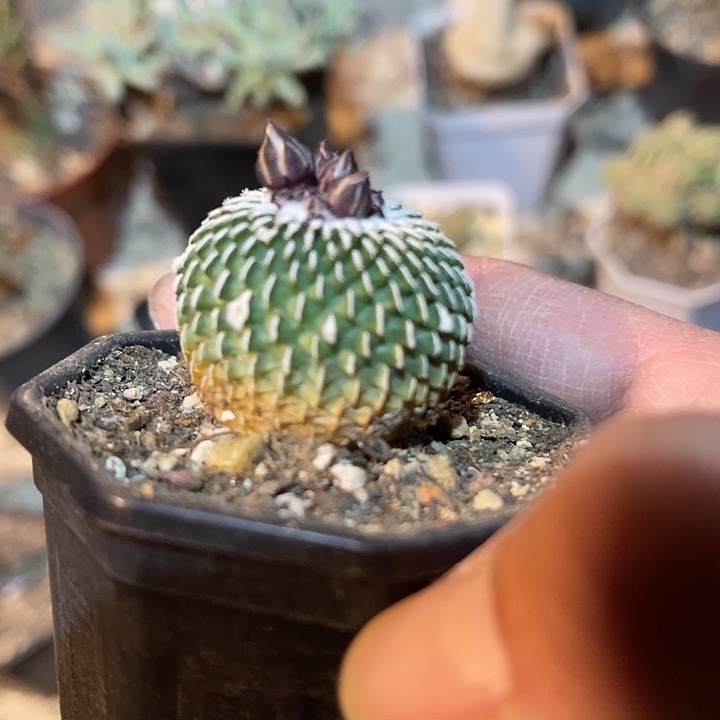 满38包邮2天凑单，脱土晾根发货多肉植物精巧殿刺缀