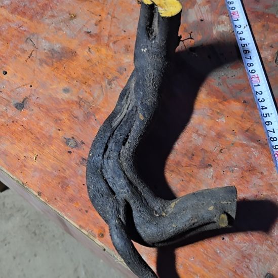 楼***叶无花朵金单子当前无花果