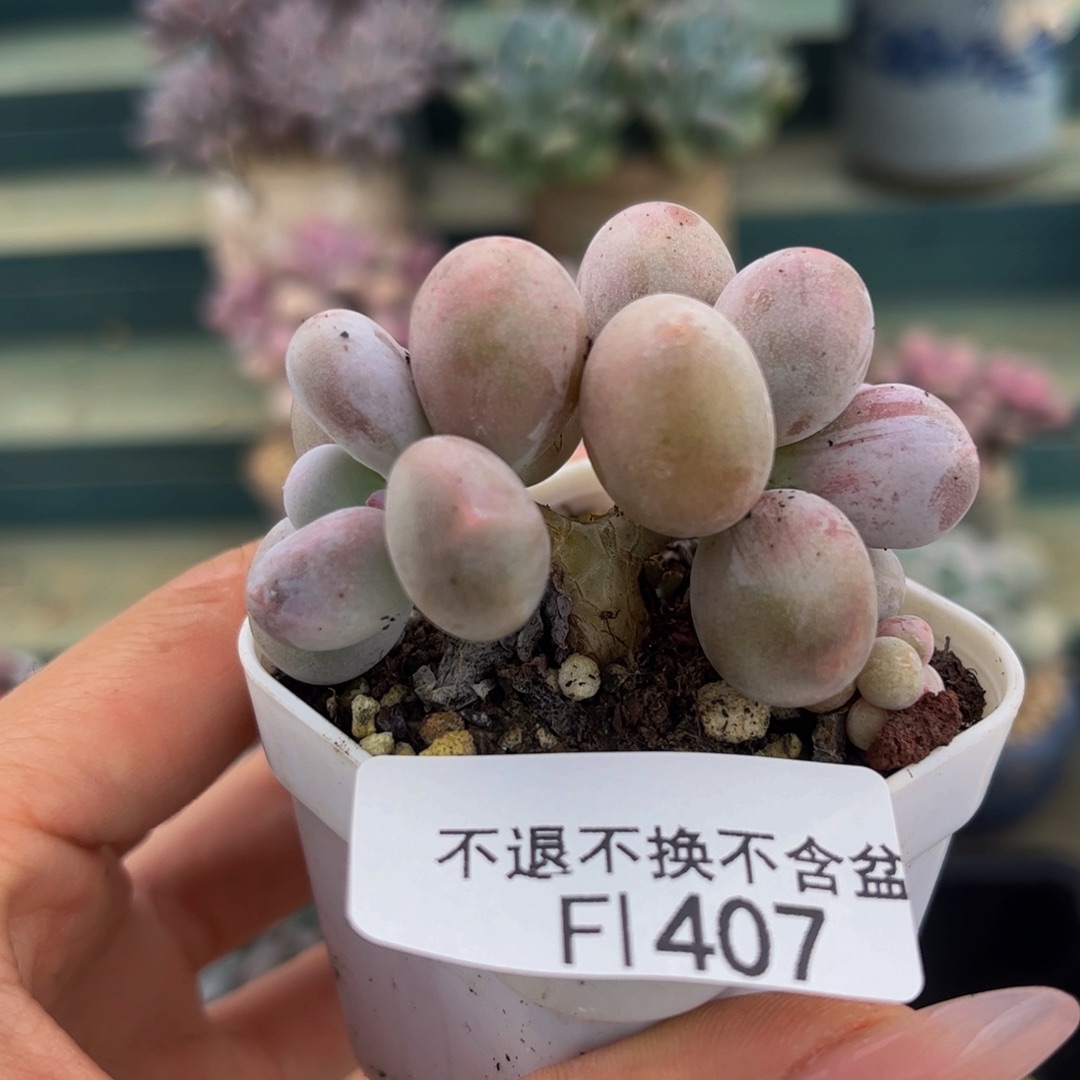 407-小糖豆多肉4cm