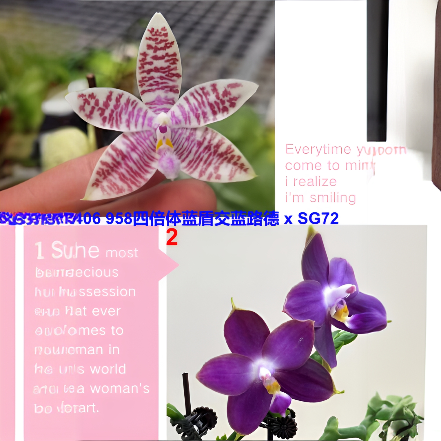 406 (蓝盾交蓝路德) 交 (硬地狗交反射龙) 原生趣味蝴蝶兰