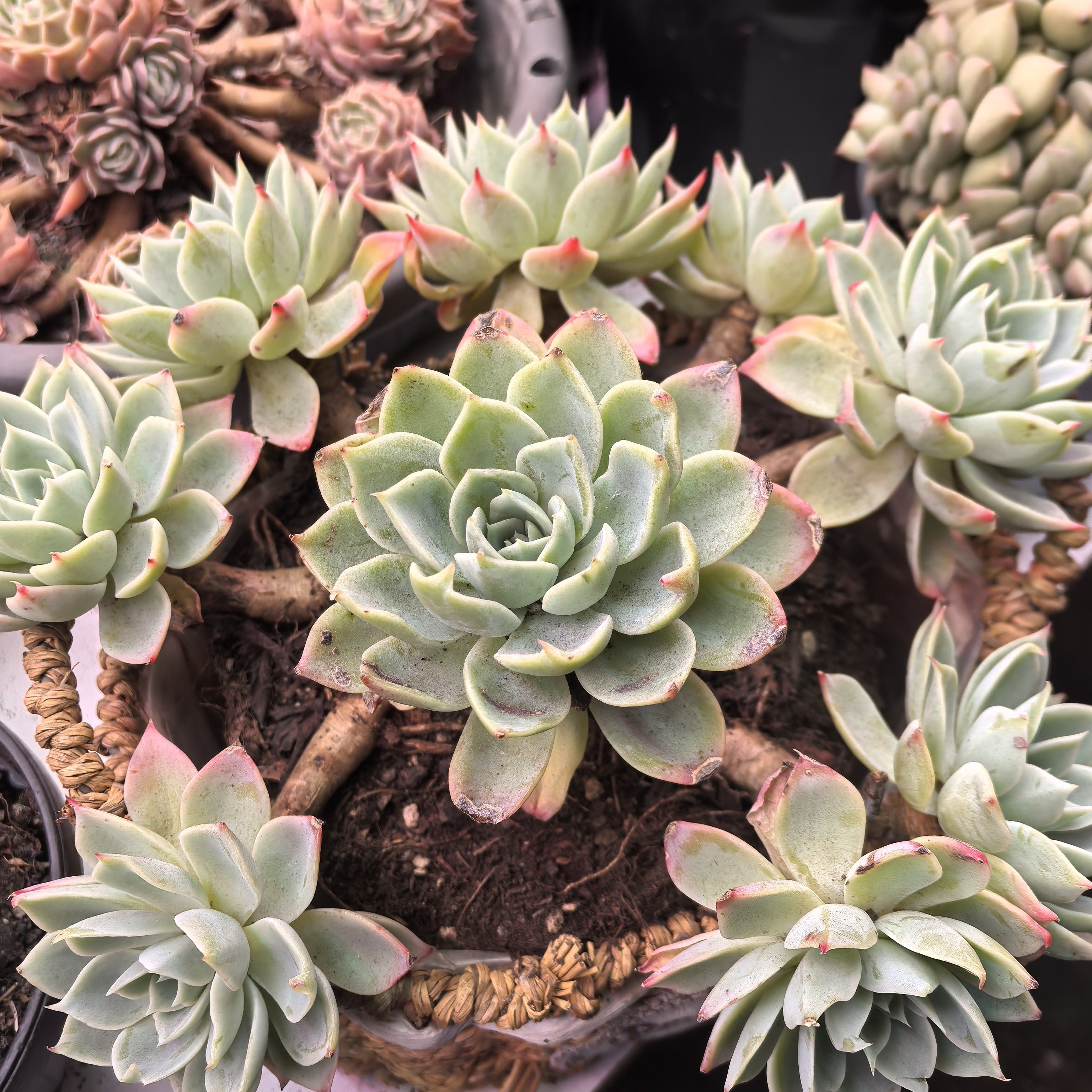 手捧三色堇一物一拍（2单包邮）小美花园精品老桩多肉鲜花绿植新手