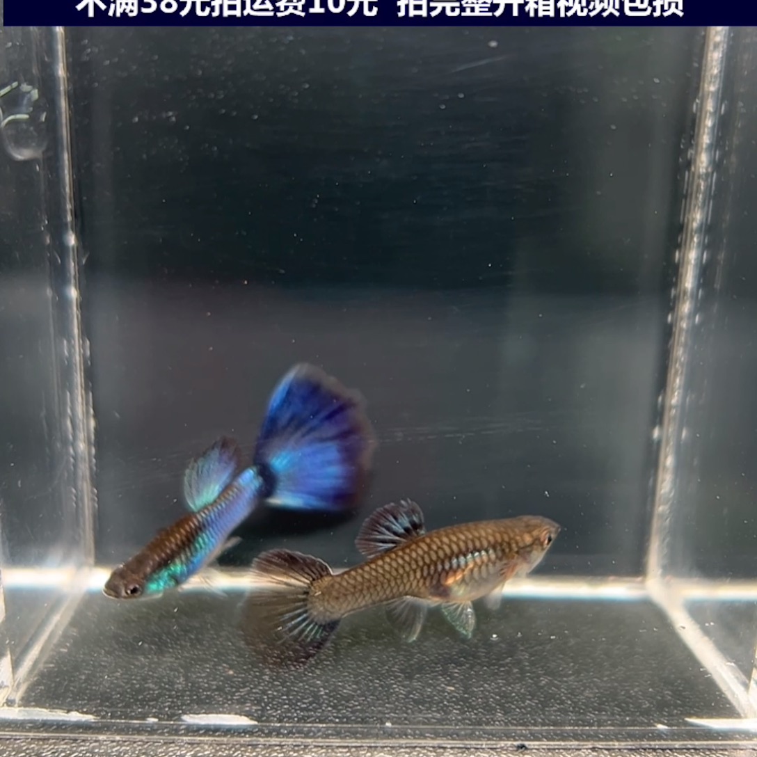 孔雀鱼辛加蓝一对