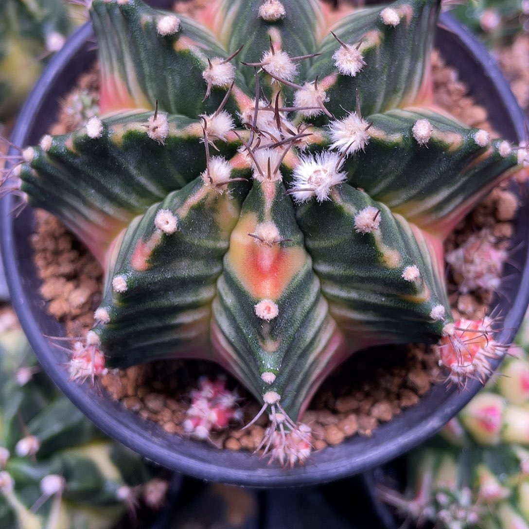 1-161米哈锦7.8厘米