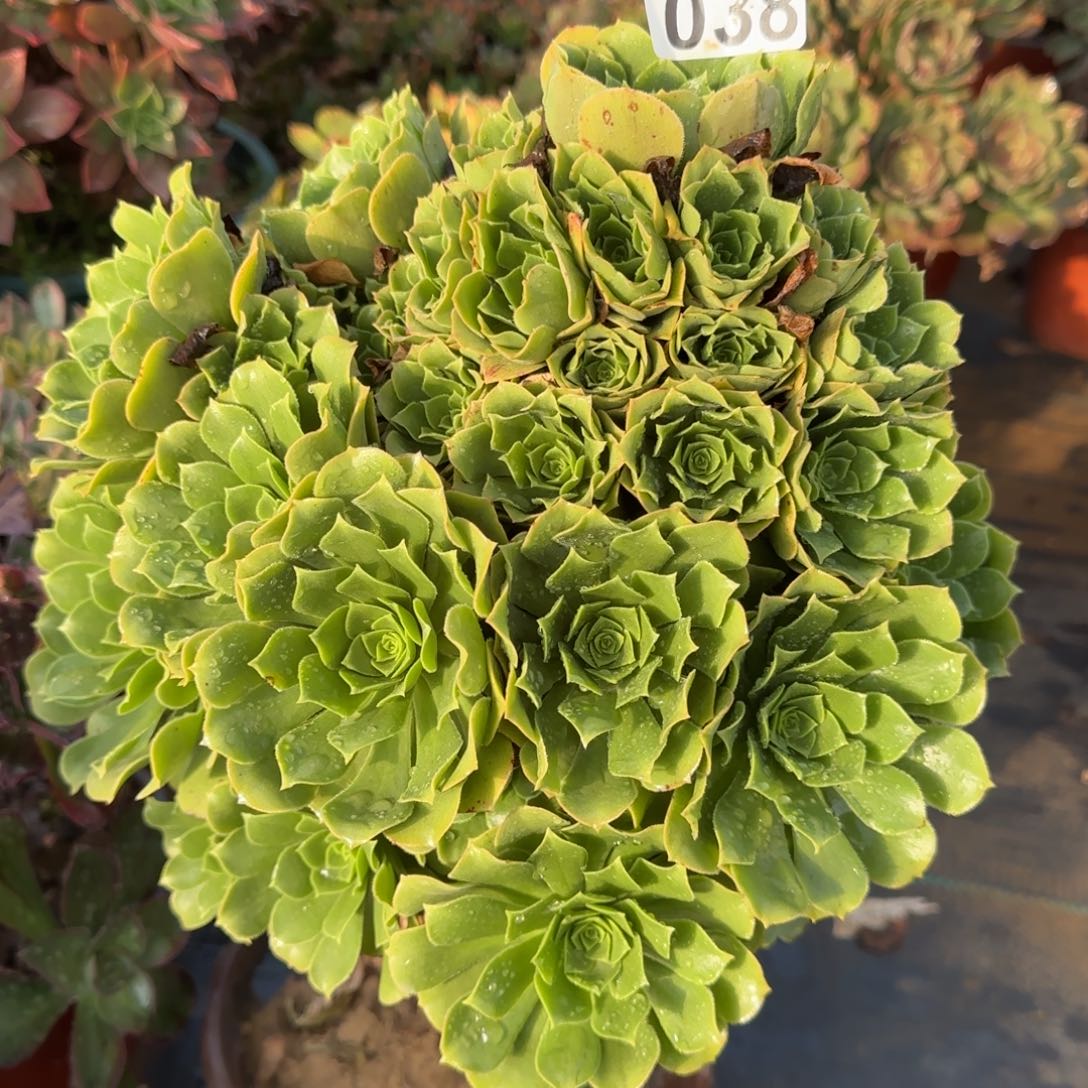 绿羊绒多肉038满28包邮断枝不包