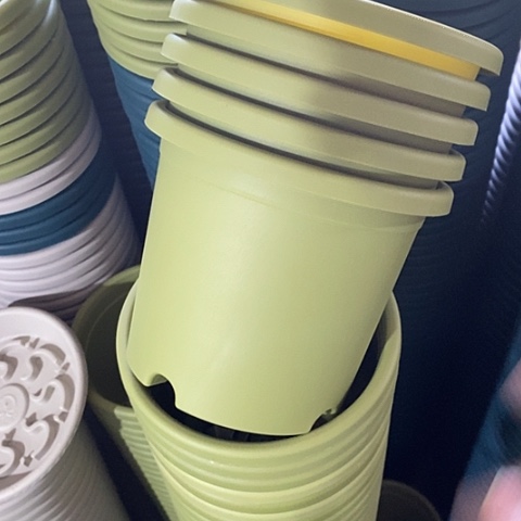 特价2号13个无托果绿