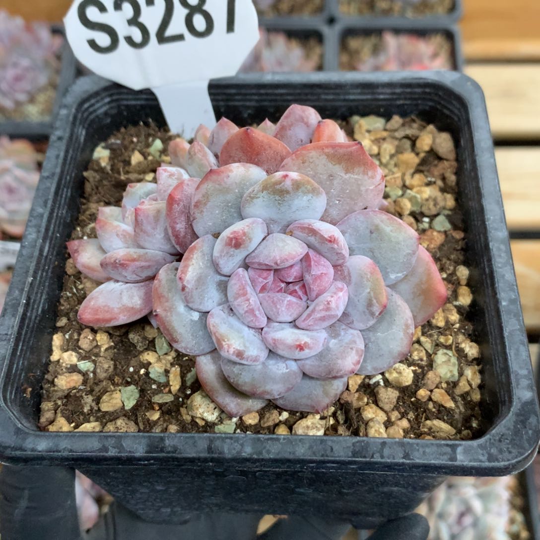 S3287 星影石榴籽 福利四头