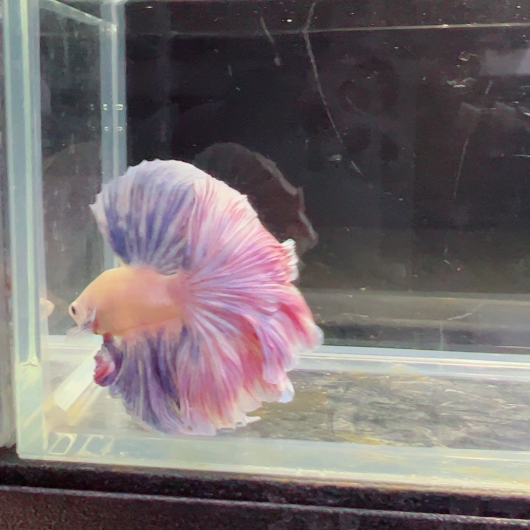 斗鱼浅色特殊尾hhhh