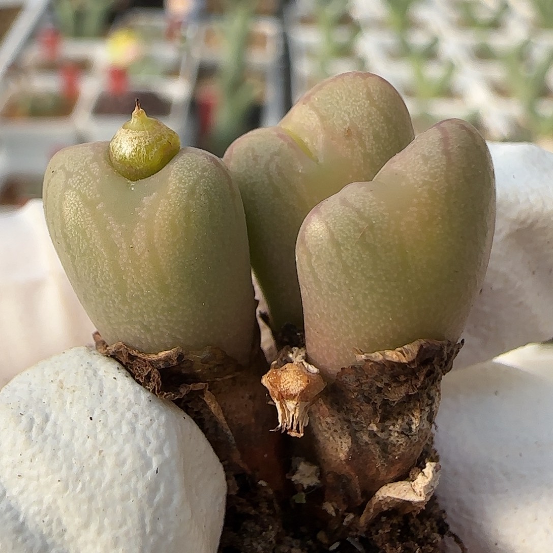 11-26-145当天满38包邮mf3杂交长腿