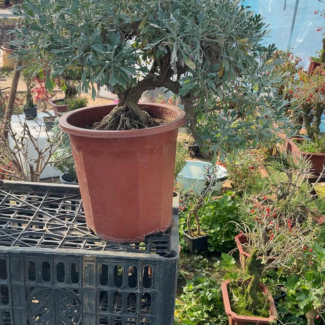 今***烊完全开放芙蓉菊盆栽